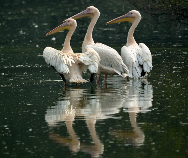 Rosy Pelicans